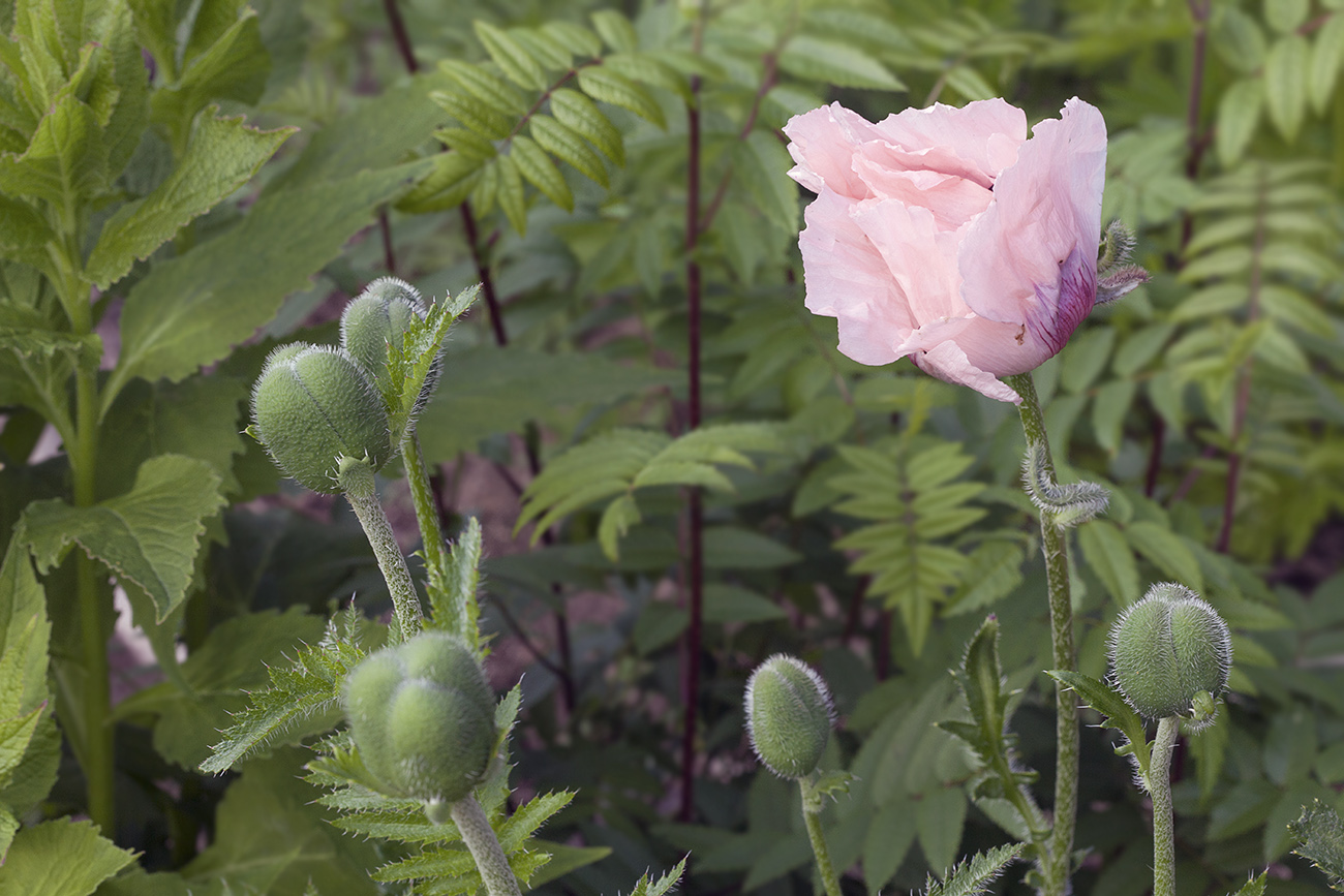 Изображение особи Papaver setiferum.