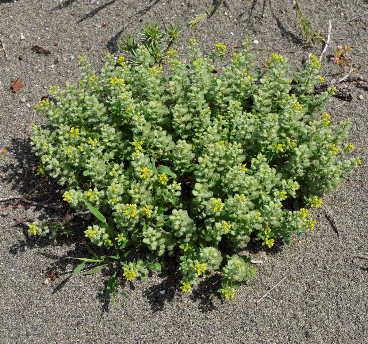 Изображение особи Alyssum strigosum.