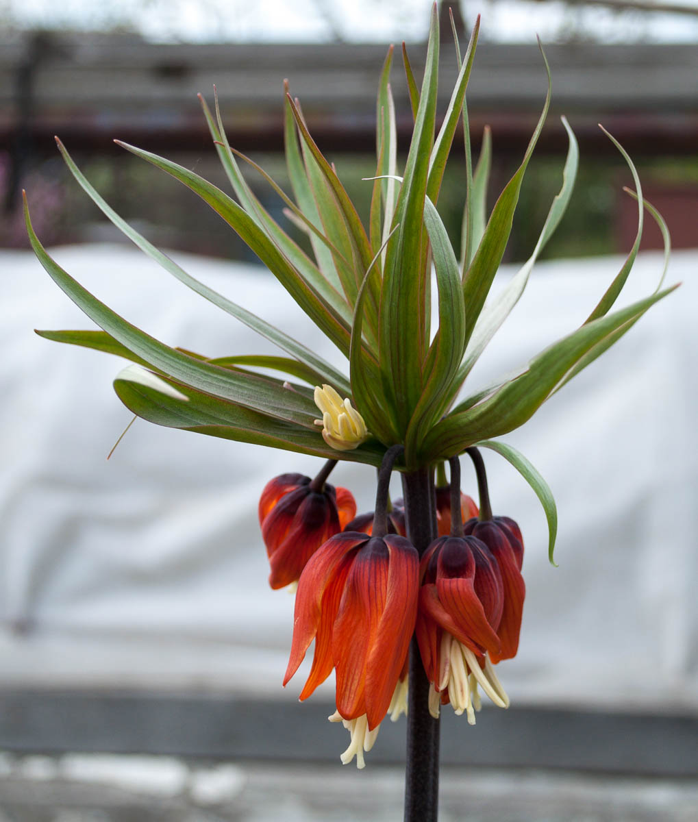 Изображение особи Fritillaria imperialis.