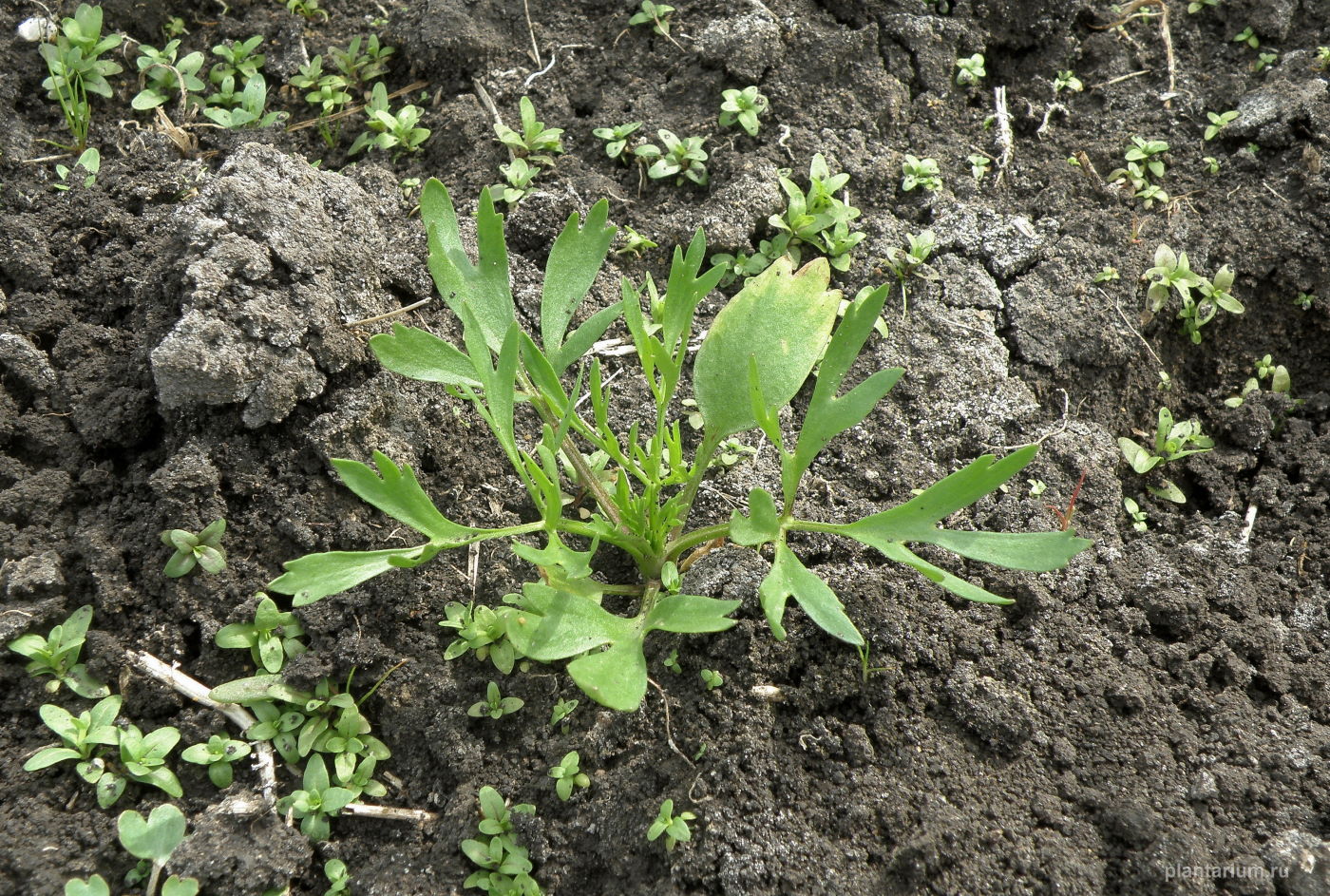 Изображение особи Ranunculus arvensis var. tuberculatus.