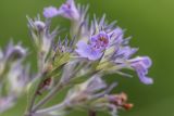 Nepeta parviflora