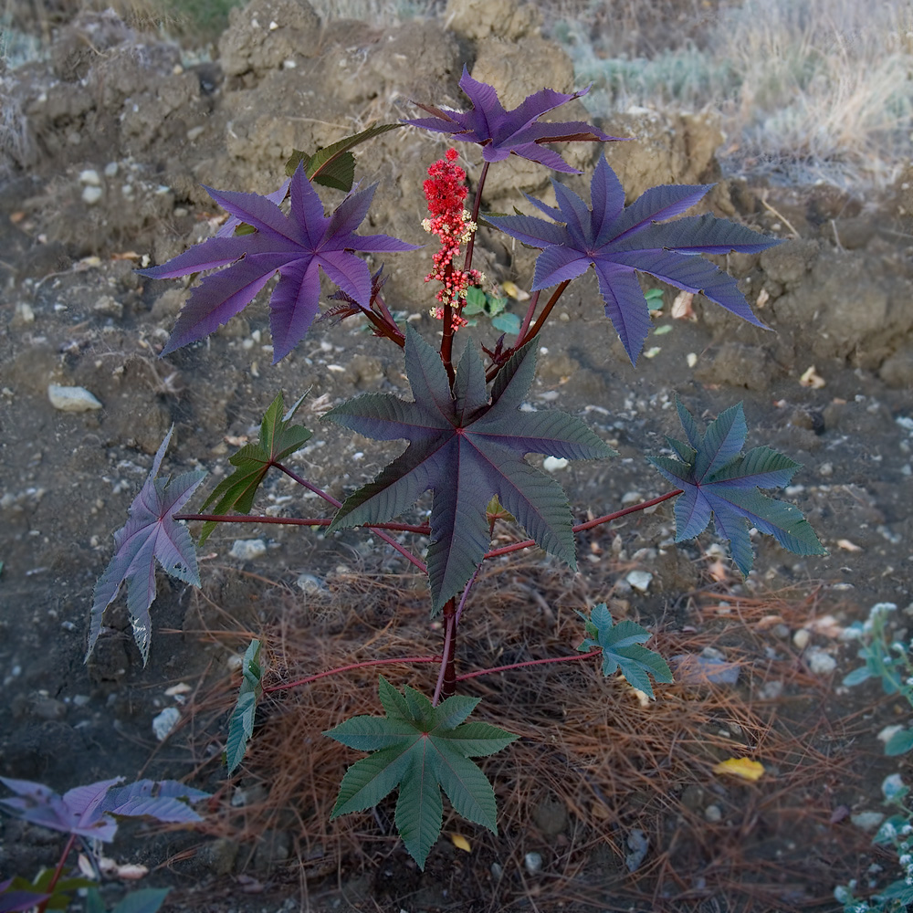 Изображение особи Ricinus communis.