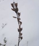 Aconitum napellus