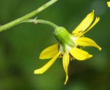 Ligularia jaluensis