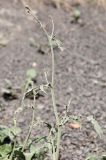 Crepis sonchifolia