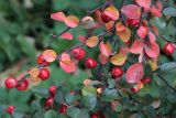 Cotoneaster hjelmqvistii. Ветвь с листьями в осенней окраске и плодами. Санкт-Петербург, парк Ботанического сада БИН РАН, в культуре. 05.10.2021.