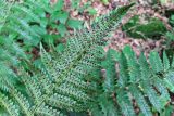 Polystichum braunii