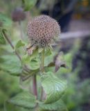 Monarda fistulosa. Верхушка побега с соцветием. Москва, Аптекарский огород, в культуре. 03.09.2021.