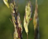 Miscanthus sacchariflorus