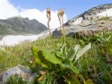 Primula amoena