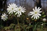 Anemone raddeana