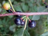 Frangula alnus