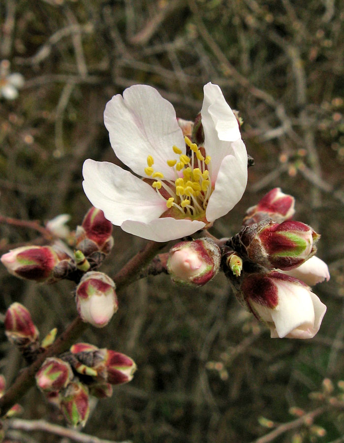 Изображение особи Amygdalus communis.