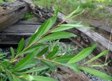 Salix phylicifolia