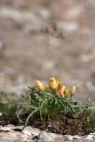 Tulipa lemmersii. Расцветающие растения. Южный Казахстан, край плато над каньоном Машат. 08.04.2013.