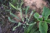 Oxytropis subcapitata