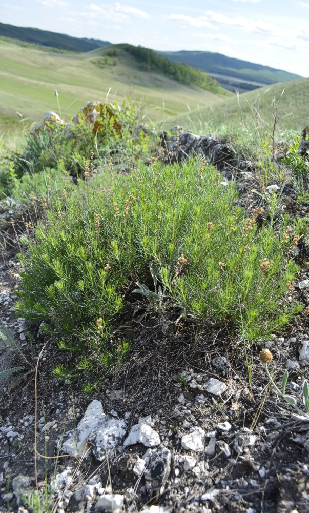 Изображение особи Artemisia salsoloides.