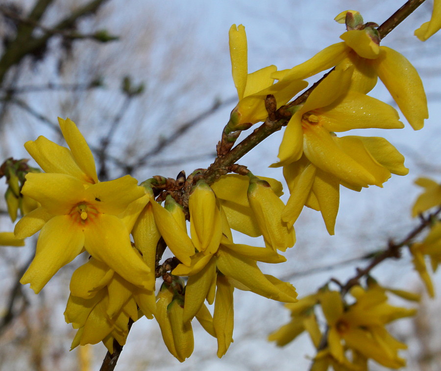 Изображение особи Forsythia &times; intermedia.