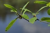 Frangula alnus. Побег с соцветиями. Ленинградская обл., пойма р. Луга у дер. Кемка. 13.06.2009.