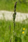 Asparagus officinalis