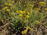 Sedum reflexum