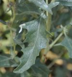 Atriplex tatarica