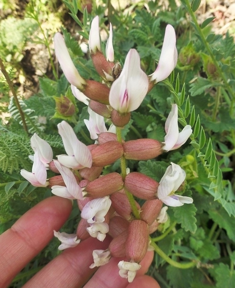 Изображение особи Astragalus mesites.