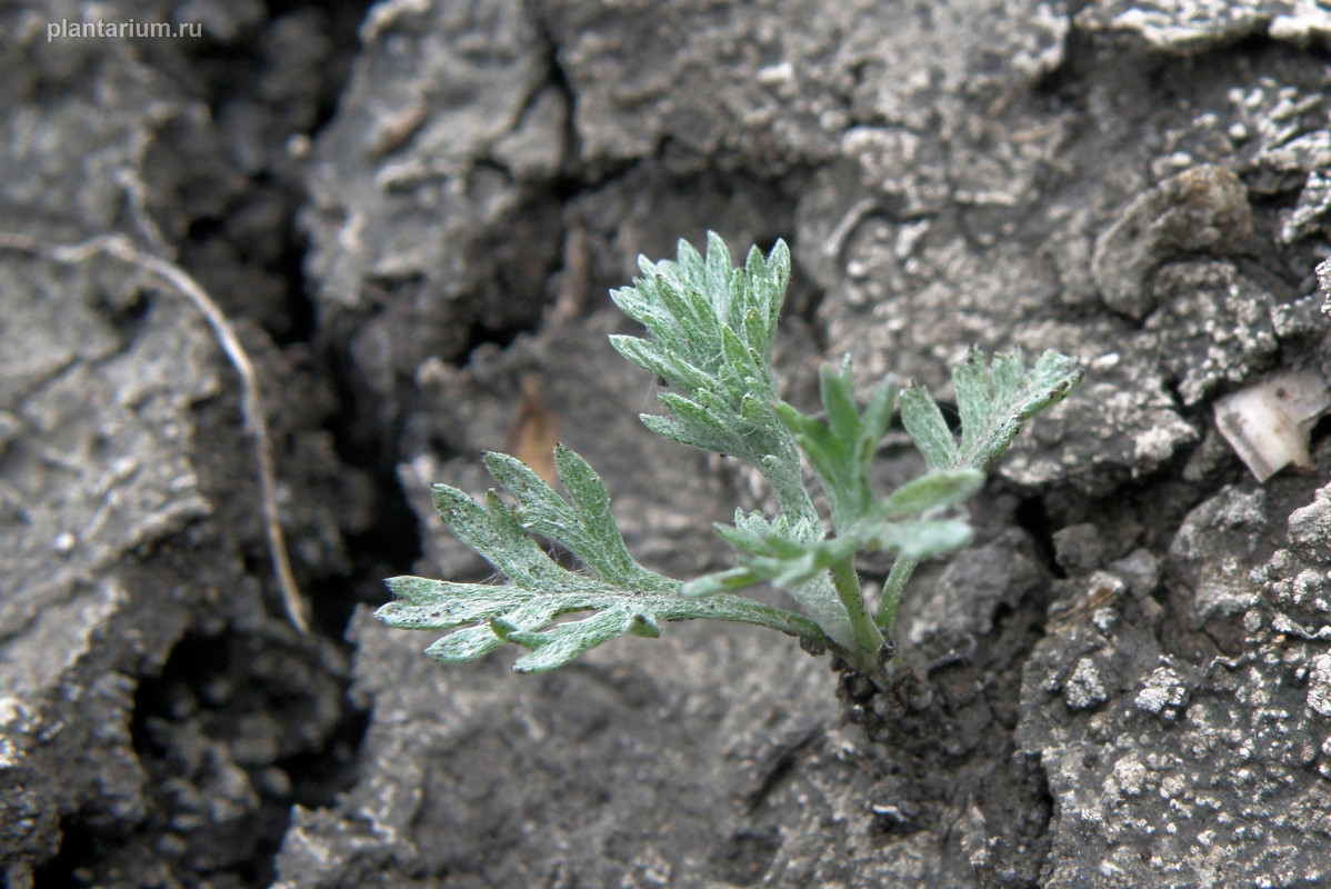 Image of Artemisia santonicum specimen.