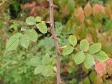 Rosa rubiginosa × R. subcanina