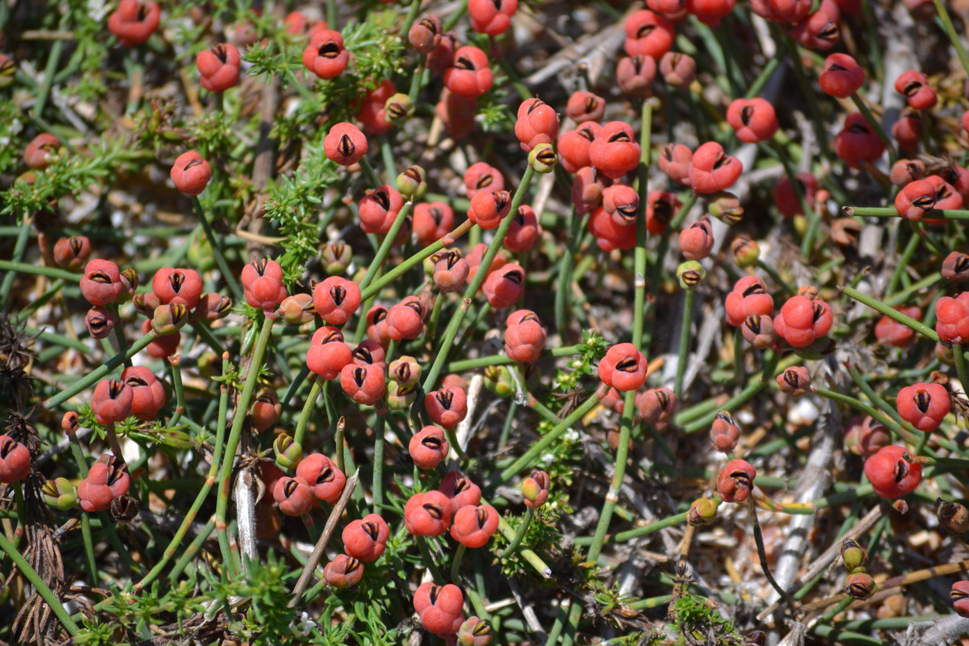 Image of Ephedra distachya specimen.