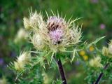 Cirsium obvallatum. Верхушка побега с соцветиями. Северная Осетия, Ирафский р-н, верховья р. Урух, ≈ 1700 м н.у.м., субальпийский луг. 08.07.2016.