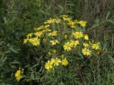 Senecio argunensis. Верхушка цветущего растения. Приморье, окр. г. Находка, луг. 28.08.2016.