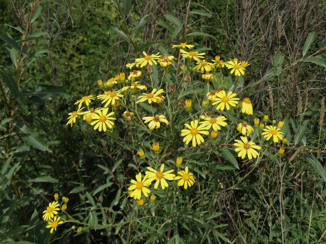 Изображение особи Senecio argunensis.