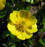 Ranunculus altaicus