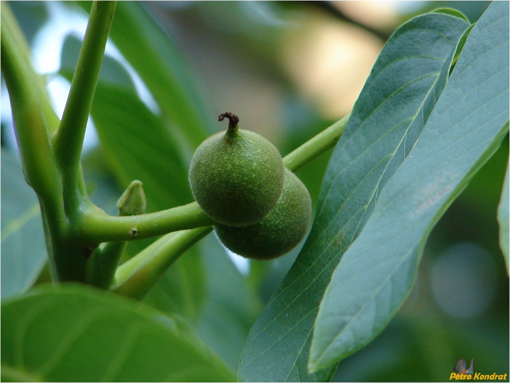 Изображение особи Juglans regia.