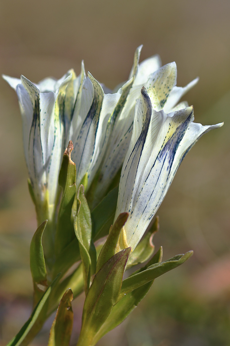 Изображение особи Gentiana algida.