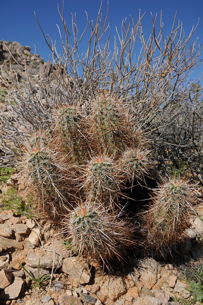 Изображение особи Echinocereus engelmannii.