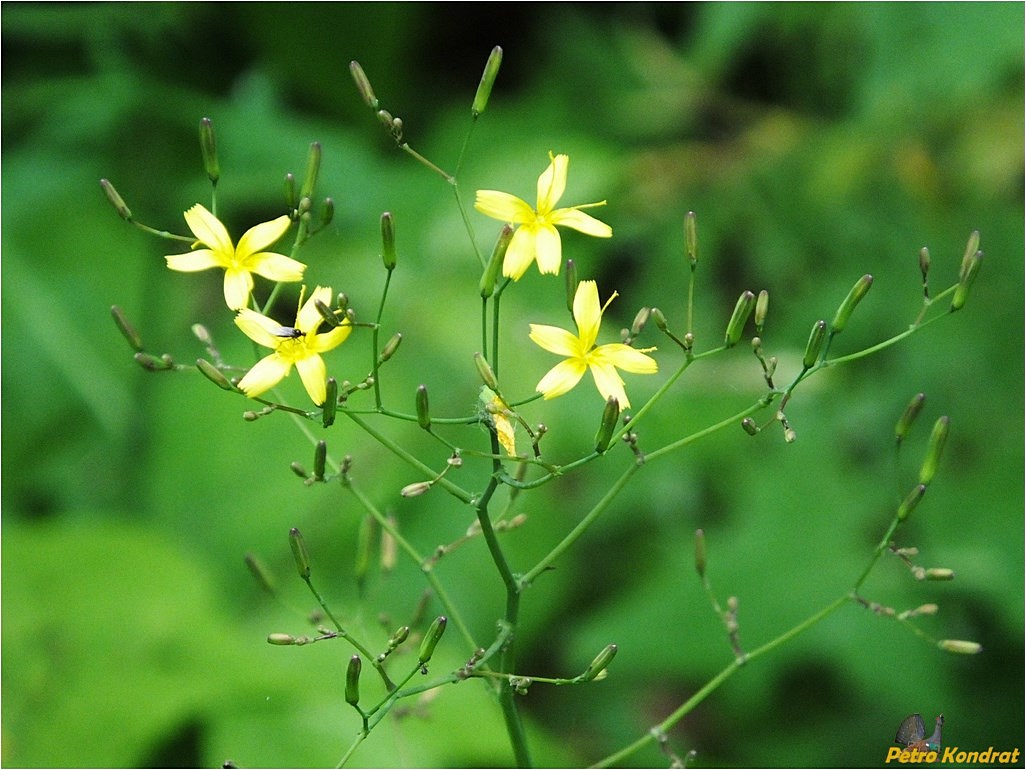 Изображение особи Mycelis muralis.