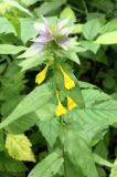 Melampyrum nemorosum