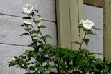 Hibiscus syriacus