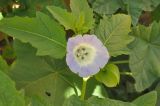 Nicandra physalodes. Верхушка цветущего растения. Китай, Юньнань, двор в пос. Шаси (Shaxi 沙溪). 25 октября 2016 г.