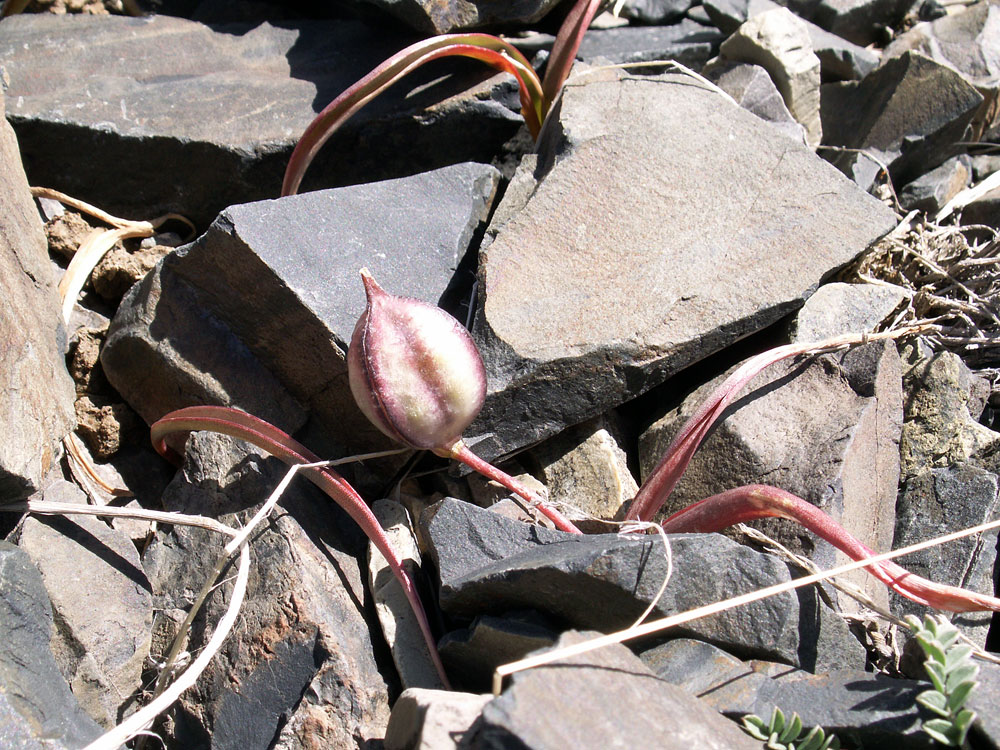 Изображение особи род Tulipa.