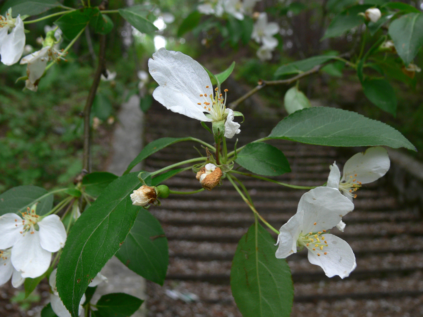 Изображение особи Malus baccata.