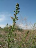 Scrophularia xanthoglossa