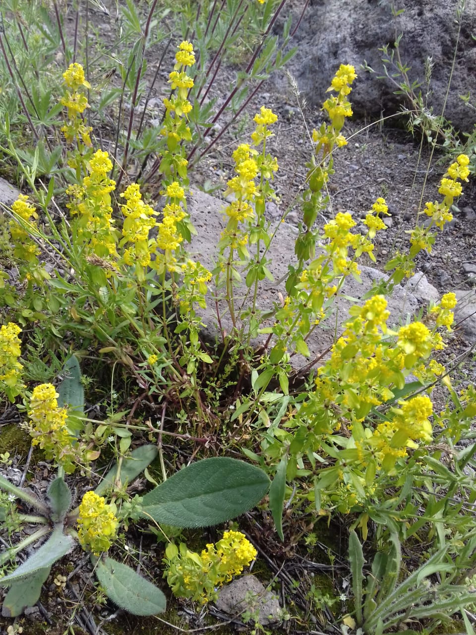 Изображение особи Cruciata glabra.