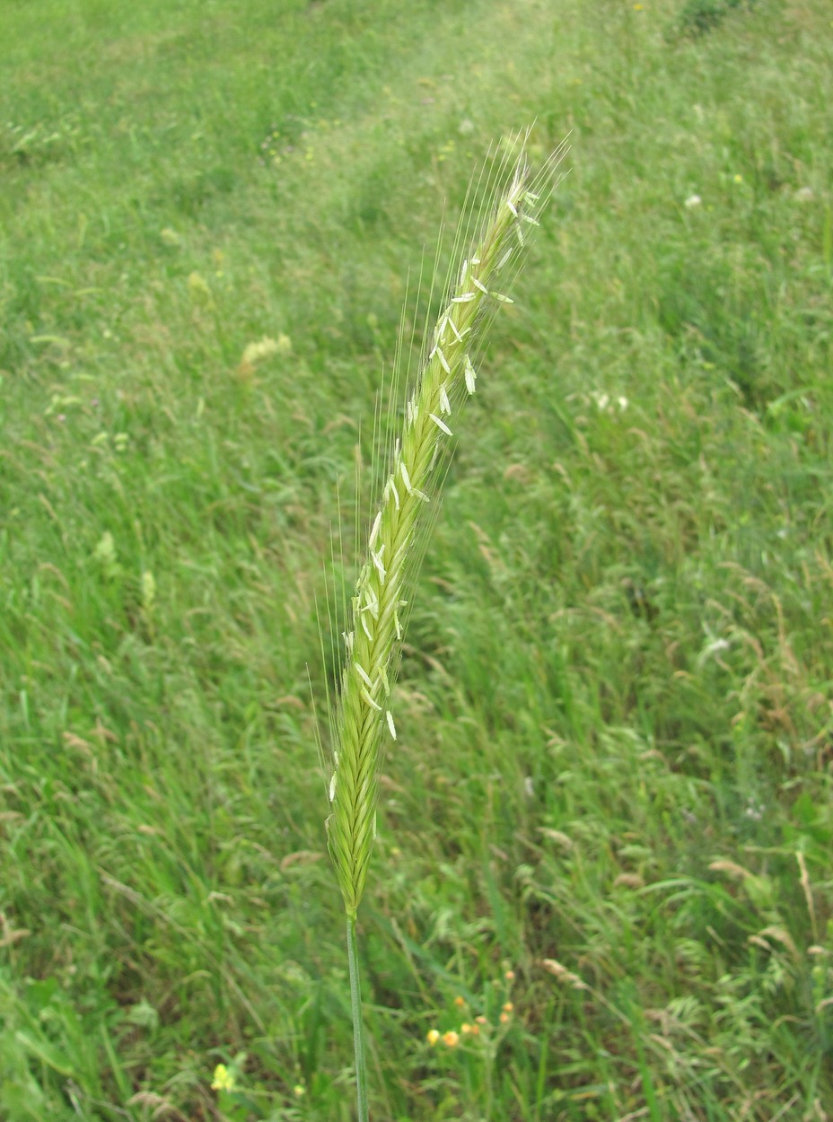 Изображение особи Hordeum bulbosum.