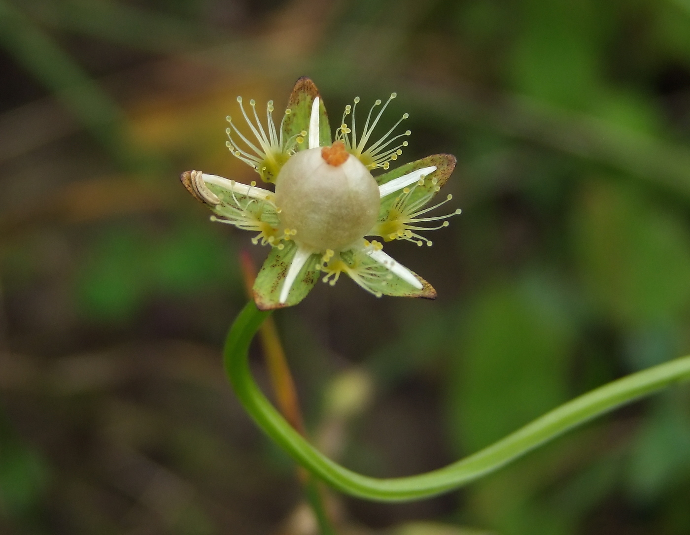 Изображение особи Parnassia palustris.