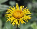 Inula salicina