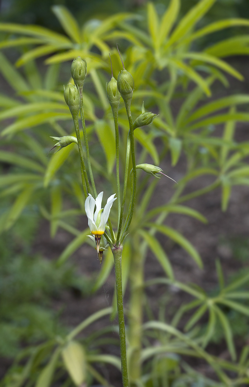 Изображение особи Dodecatheon meadia f. alba.