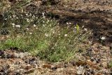 Dianthus borussicus. Цветущие растения в сухом сосняке. Белоруссия, Витебская обл., окр. оз. Сурмино. 21.06.2010.